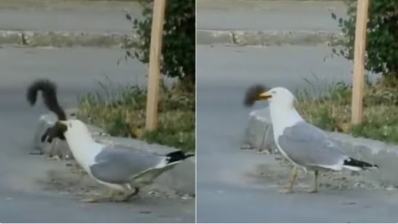A video of a seagull eating a squirrel was posted on Twitter. The video has gone crazy viral.